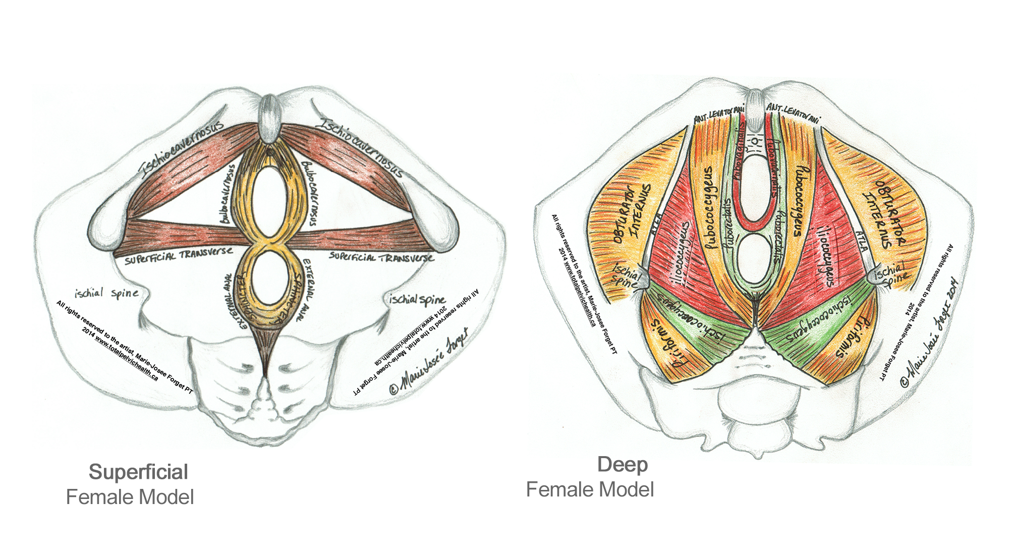 Pelvic Floor Muscle Strengthening (Kegels) for Females (Or If You